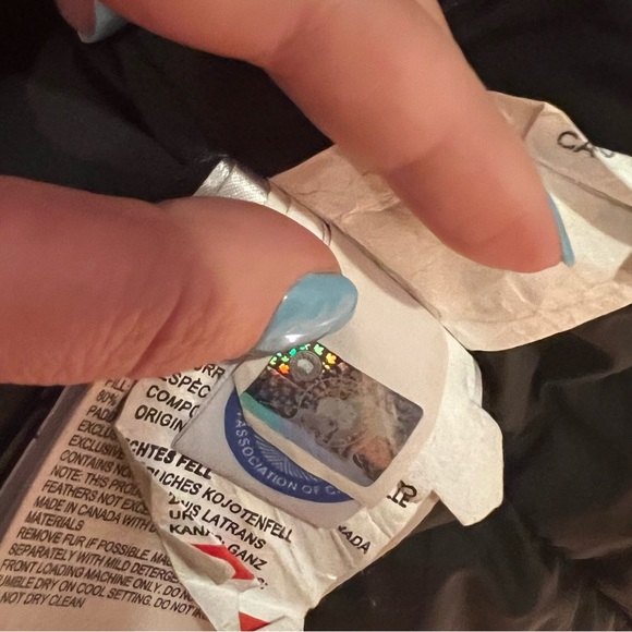 Purple Canada Goose - Picture 6 of 8